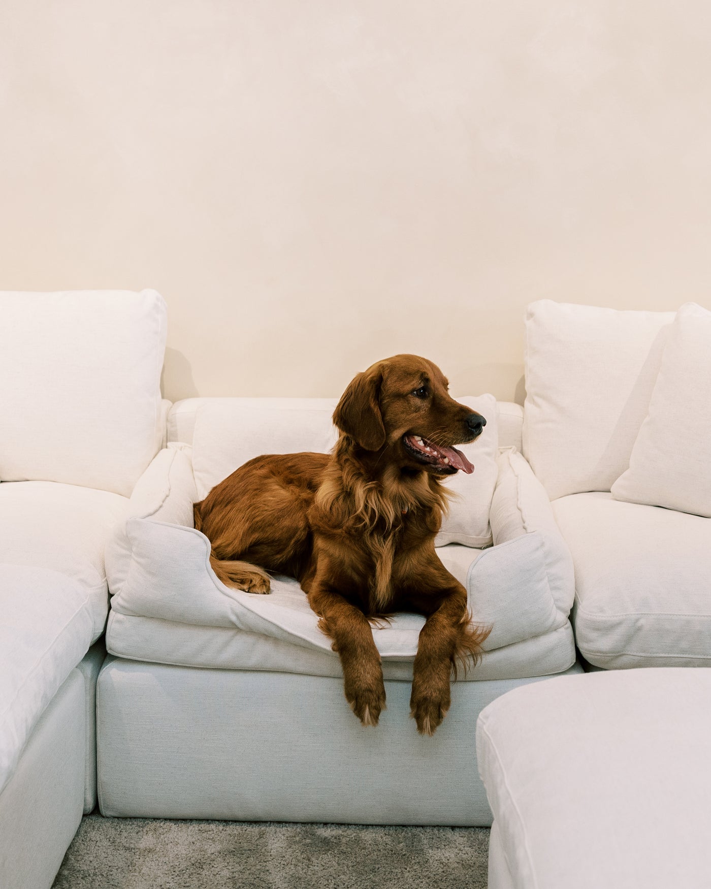 Couch Haus